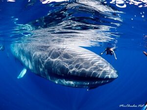 الحيتان أسرع من أسماك القرش