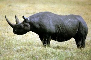 وحيد قرن اسود- أبرز الحيوانات المهددة بالانقراض