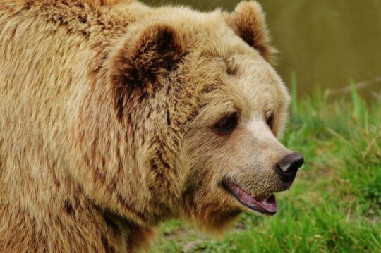 غريزة القتل عند الحيوانات - الدب الرمادي